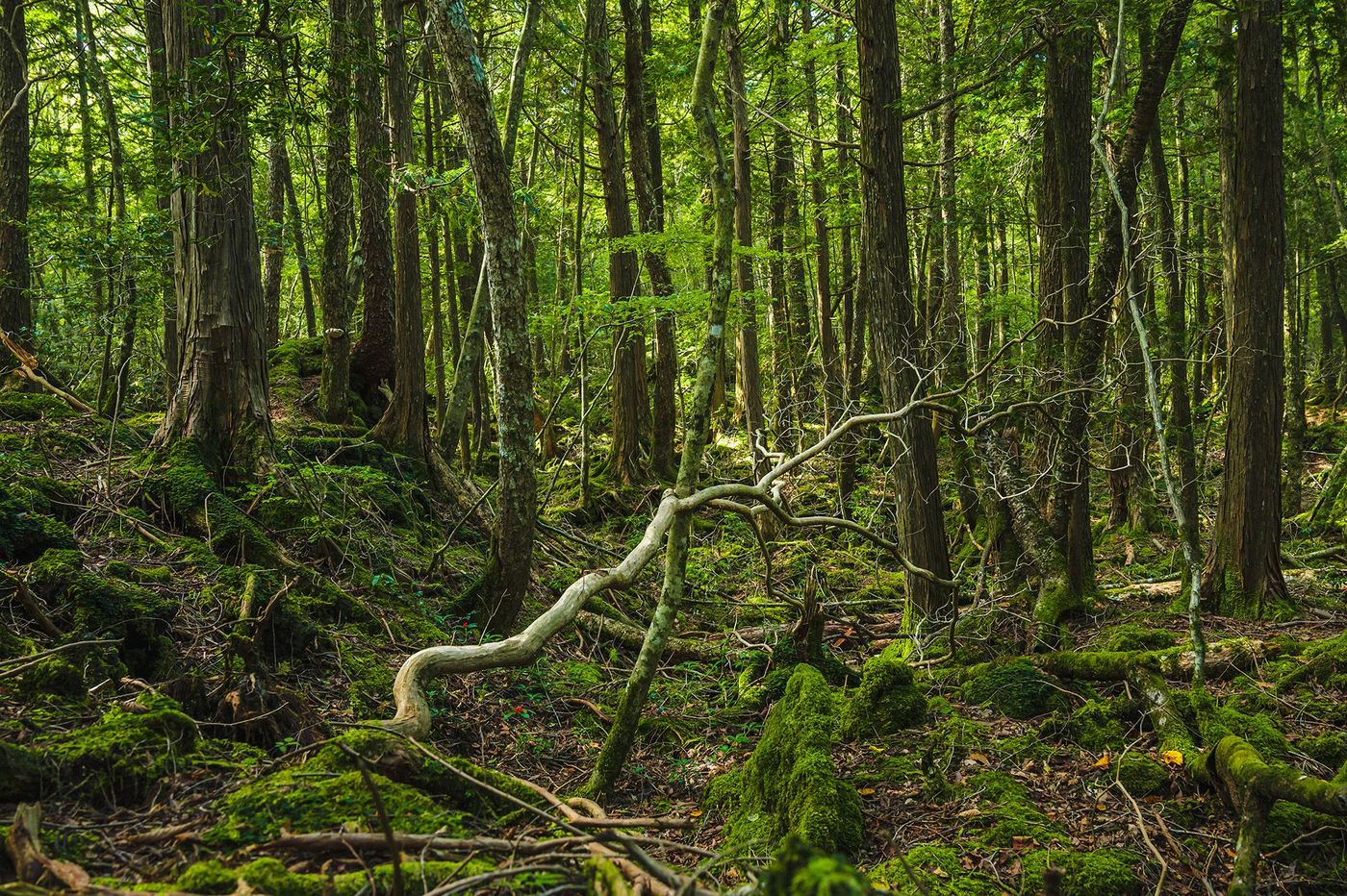 Aokigahara