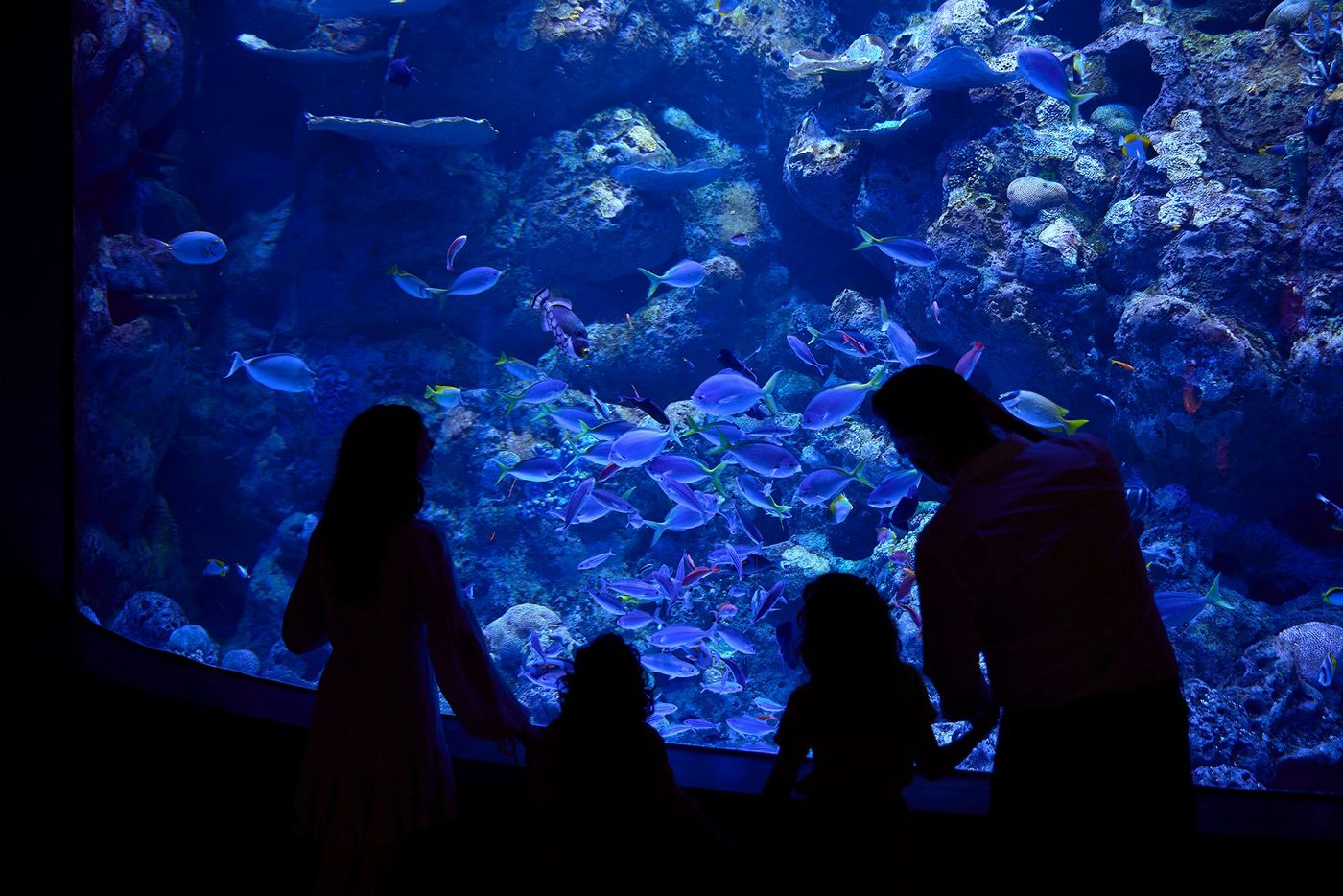 Aquarium de Cairns