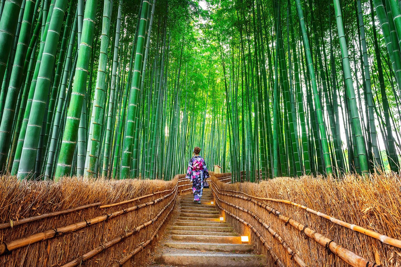 La bambouseraie de Sagano à Arashiyama