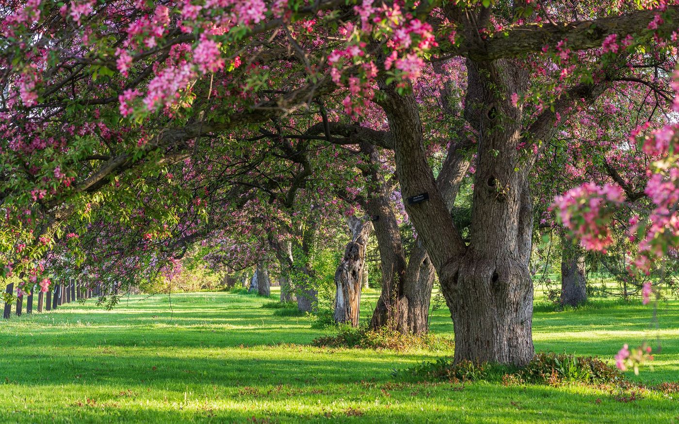 Arboretum du Dominion - Ottawa