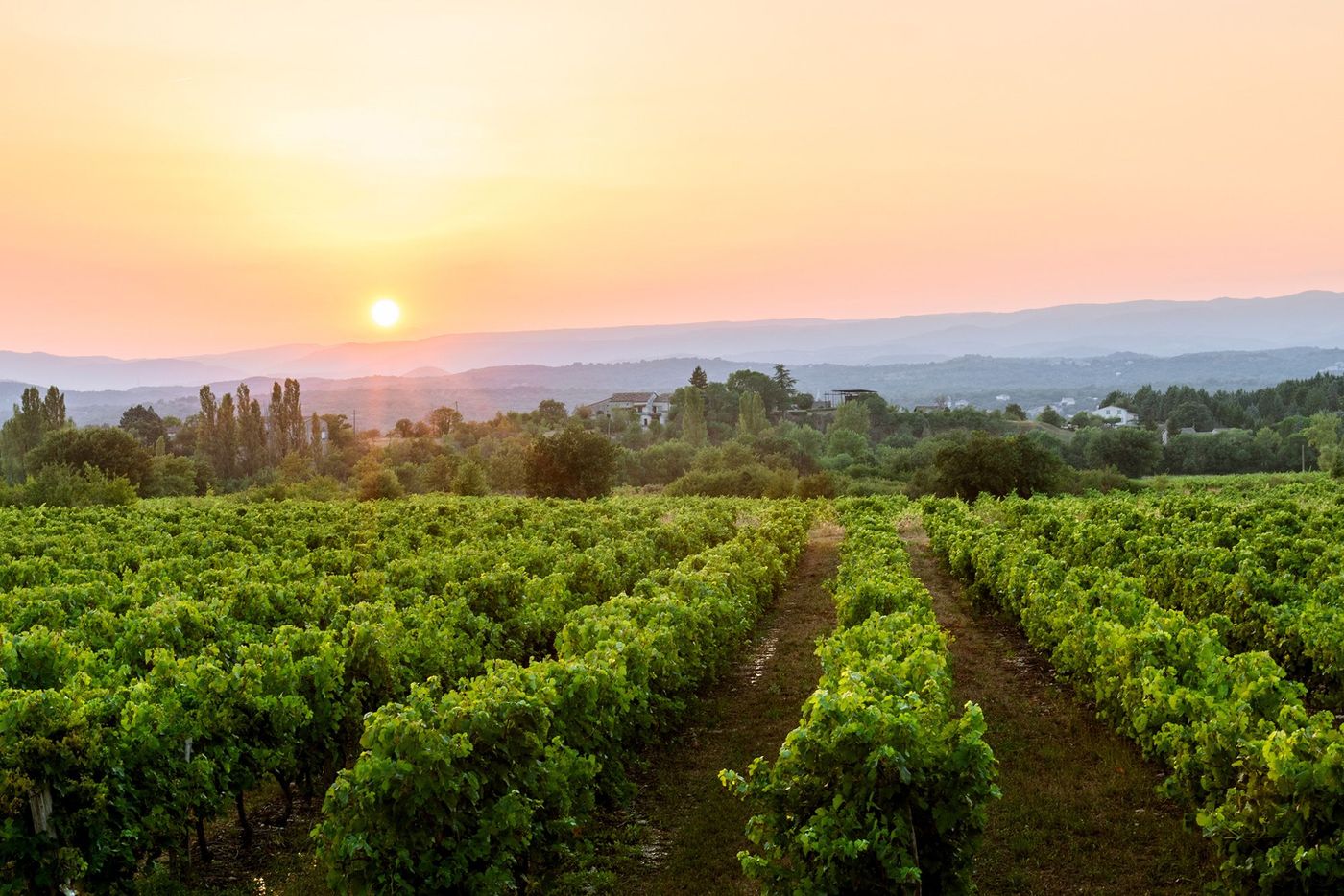 Ardèche Vignes