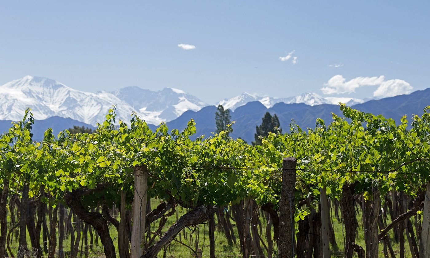 Argentine Mendoza Vignes