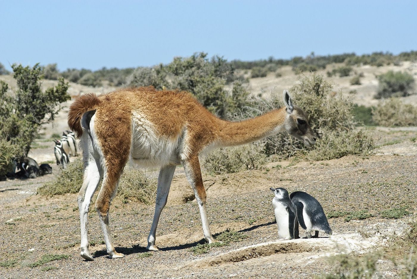 Argentine Punta Tumbo