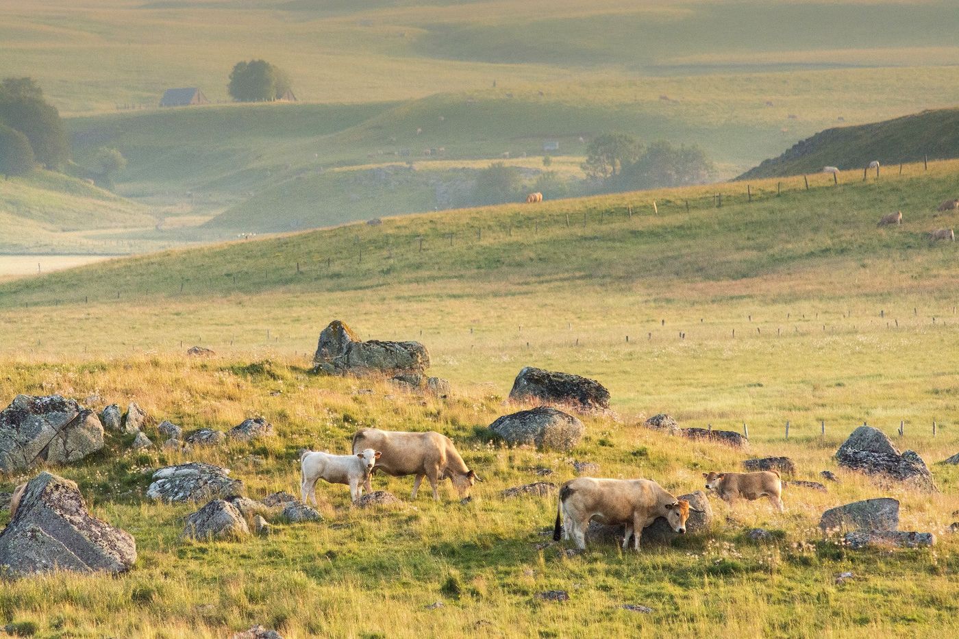 Aubrac Vaches