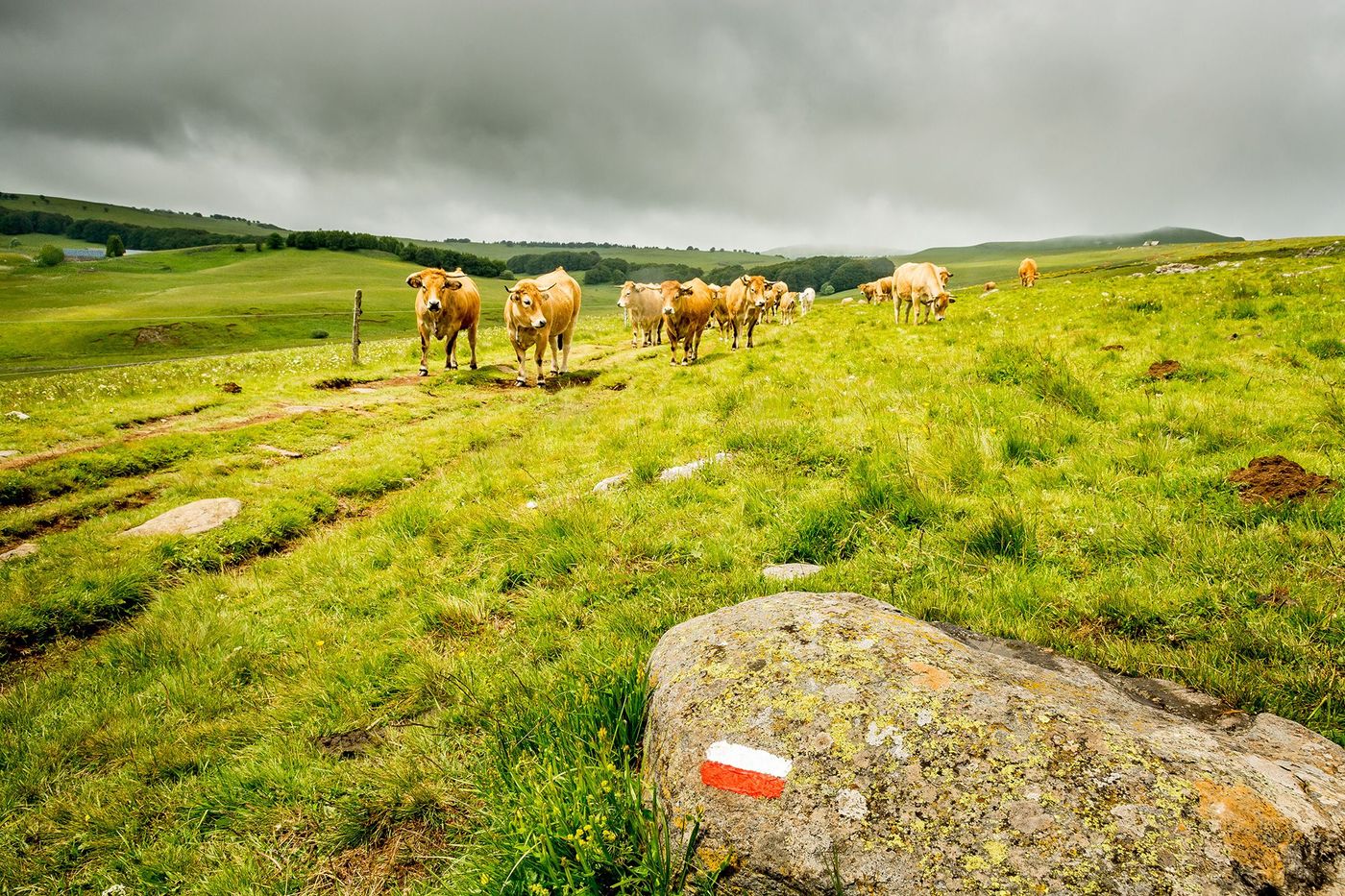 Aubrac Chemin de Compostelle Vaches