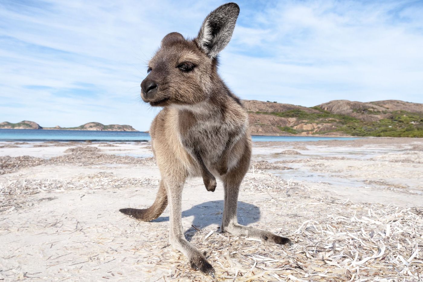 Australie Kangourou