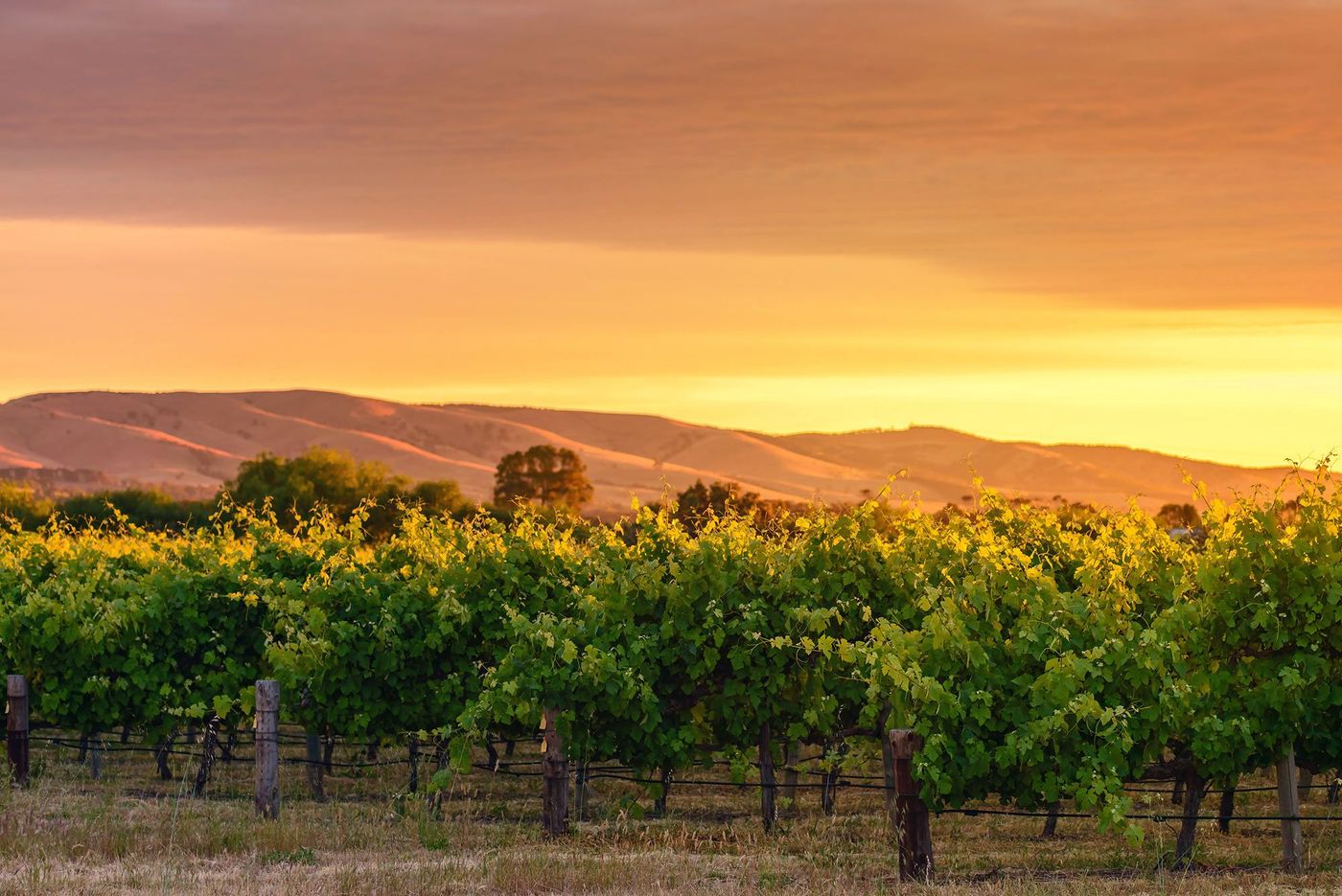 Australie McLaren Vale