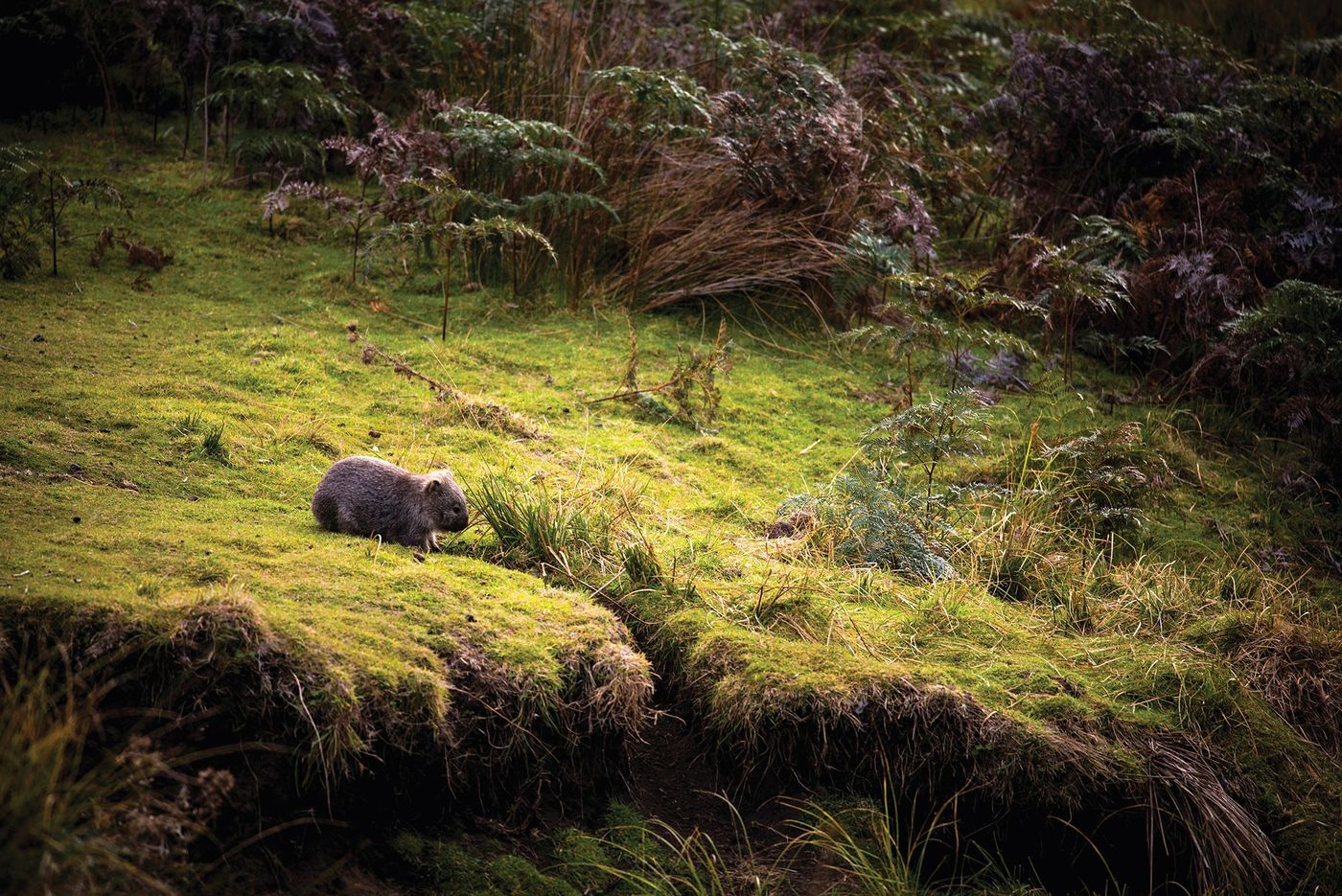 Maria island wombat