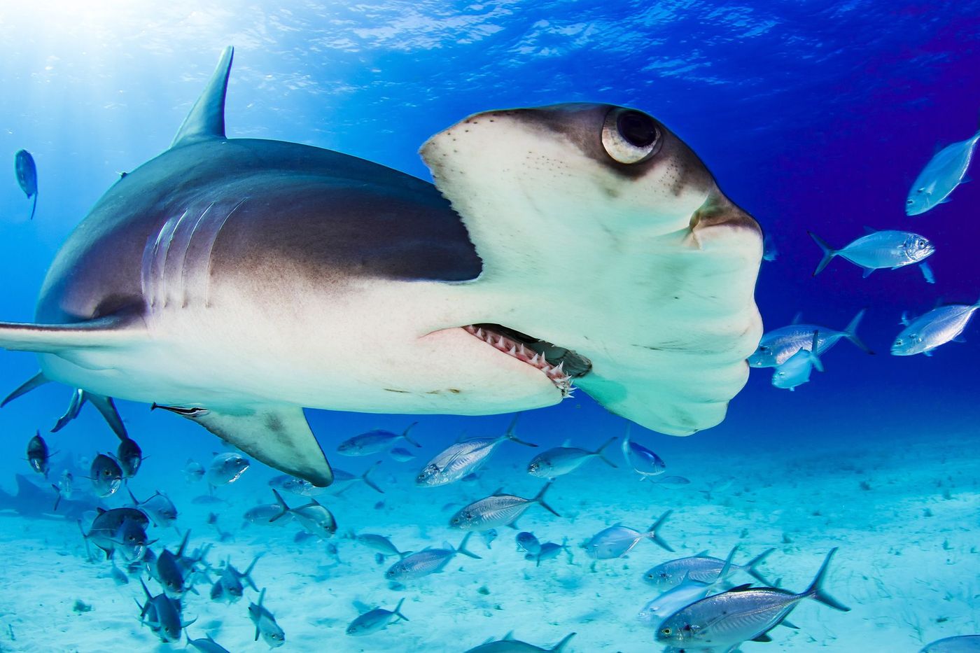 Bahamas Bimini Requin marteau