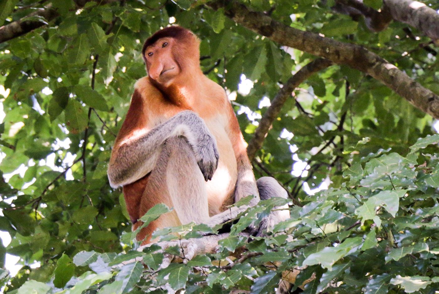 Malaisie Bornéo Sarawak Parc de Bako