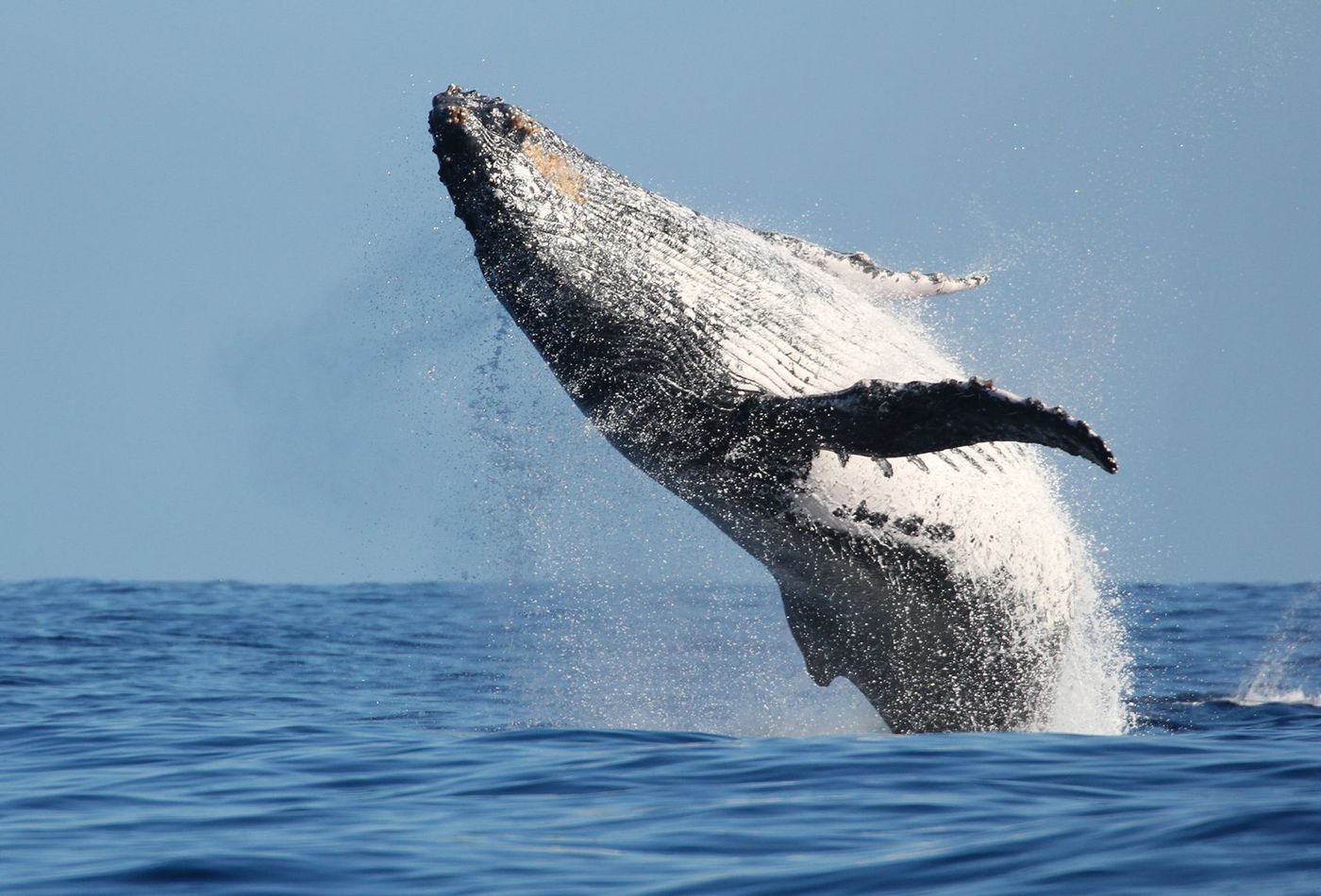 Baleine à la Réunion
