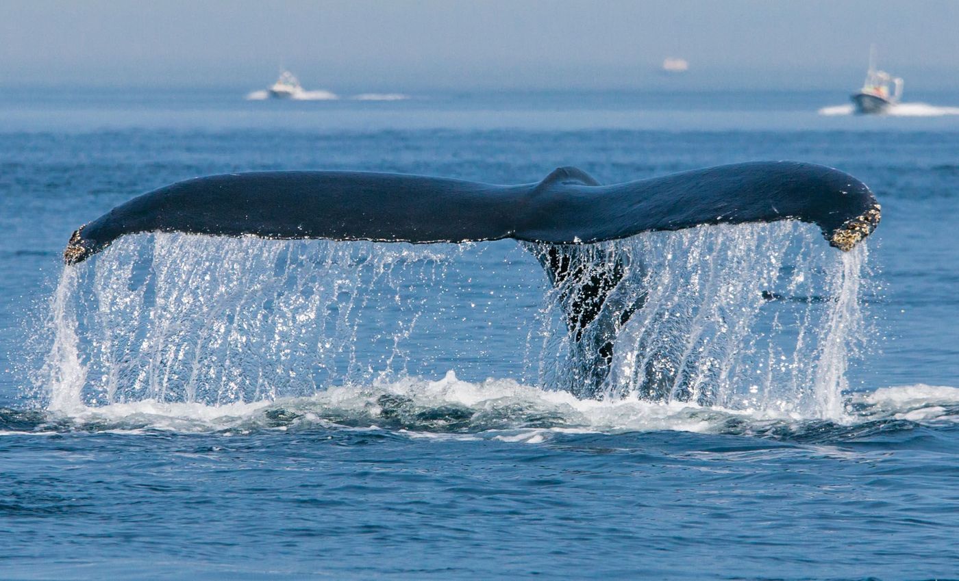 Baleine Où animaux Québec