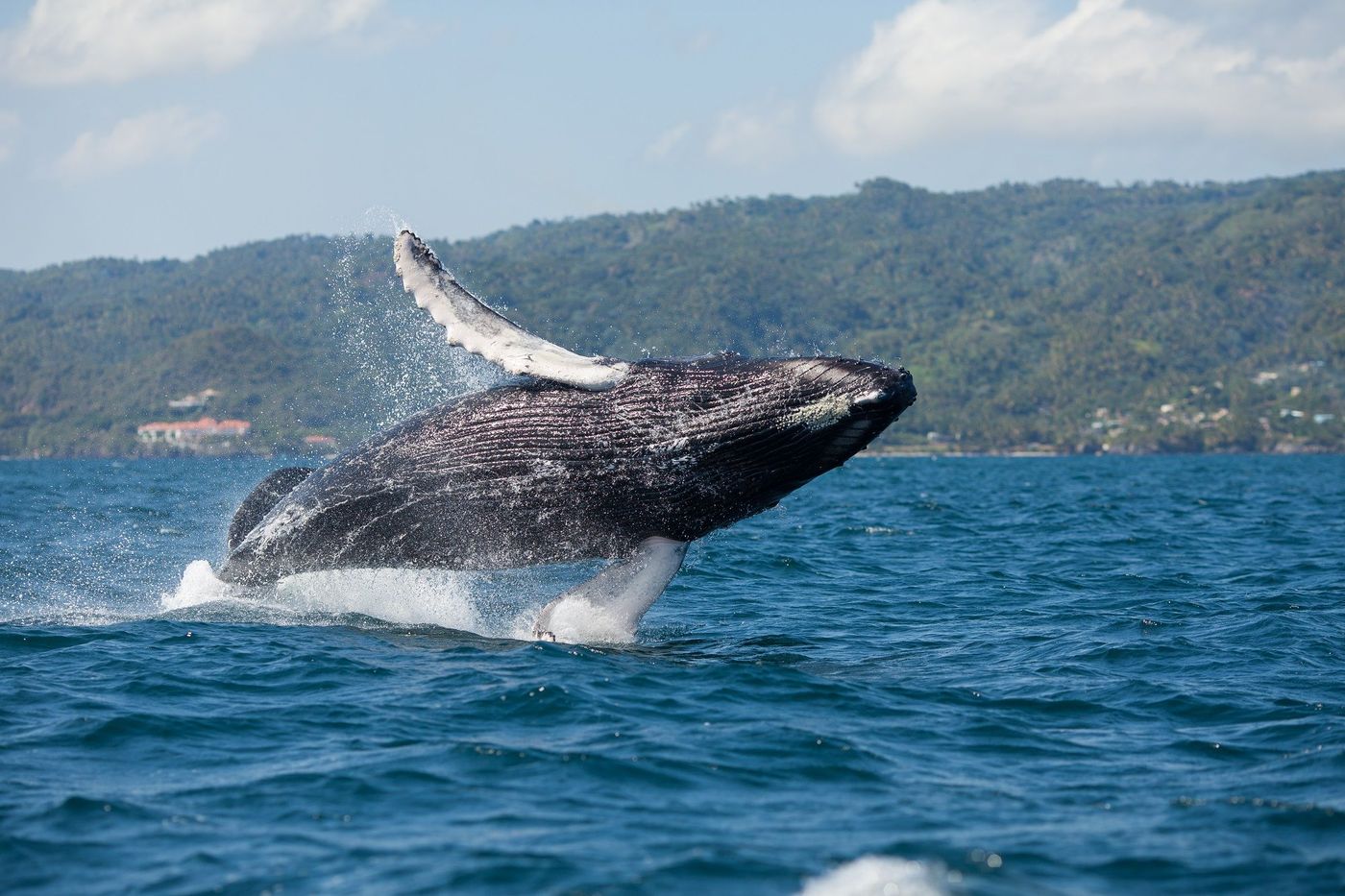 Baleine République dominicaine