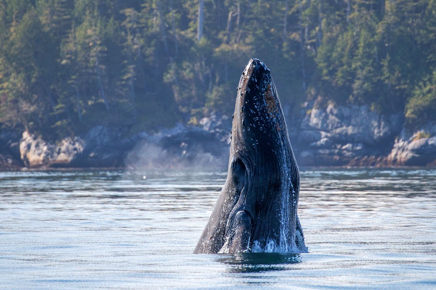 Baleine Vancouver Canada