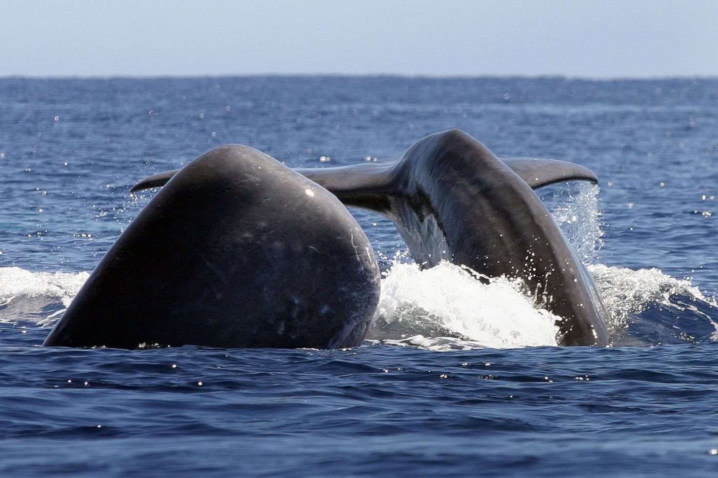 Açores baleine