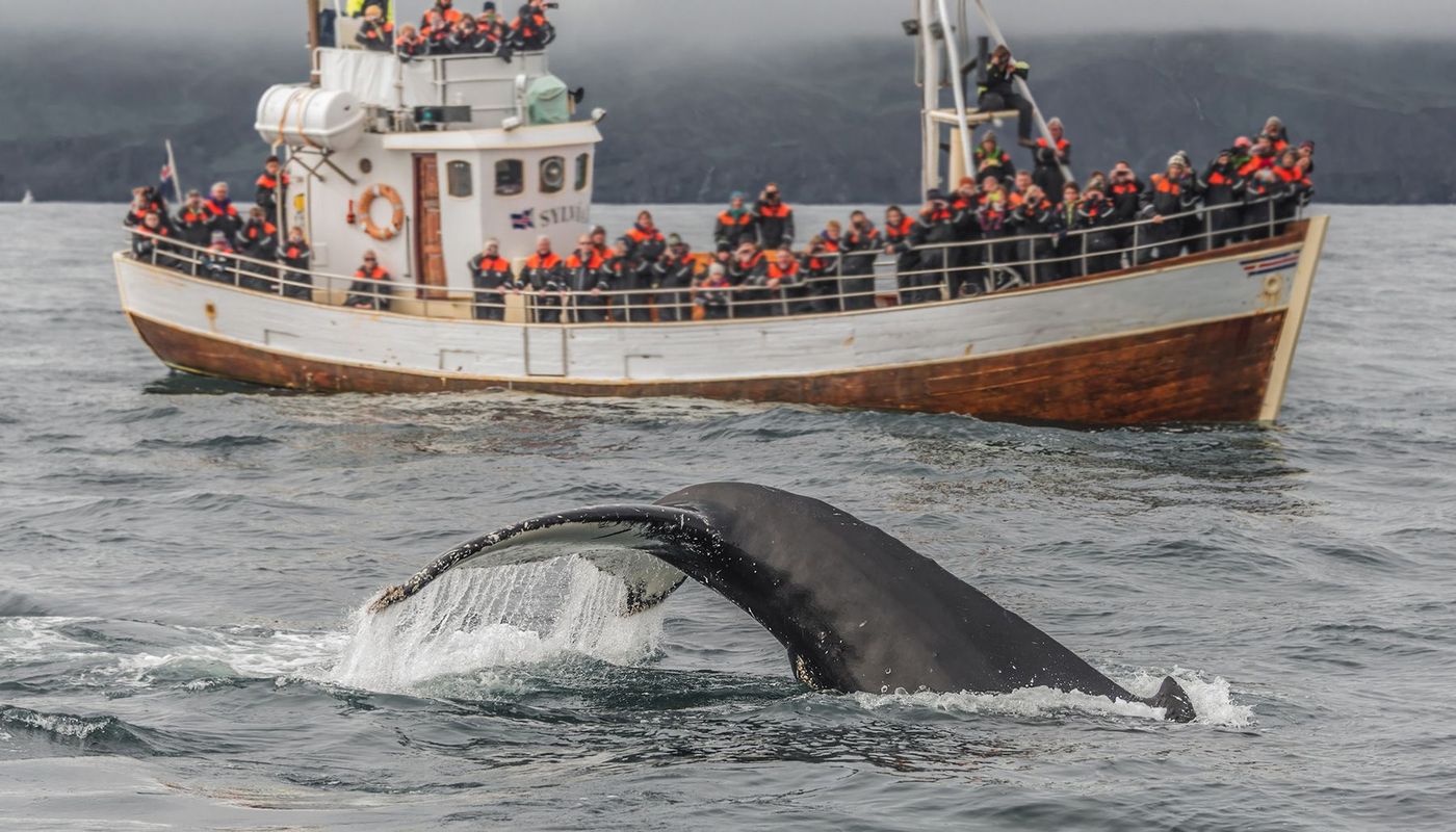 Islande Baleine