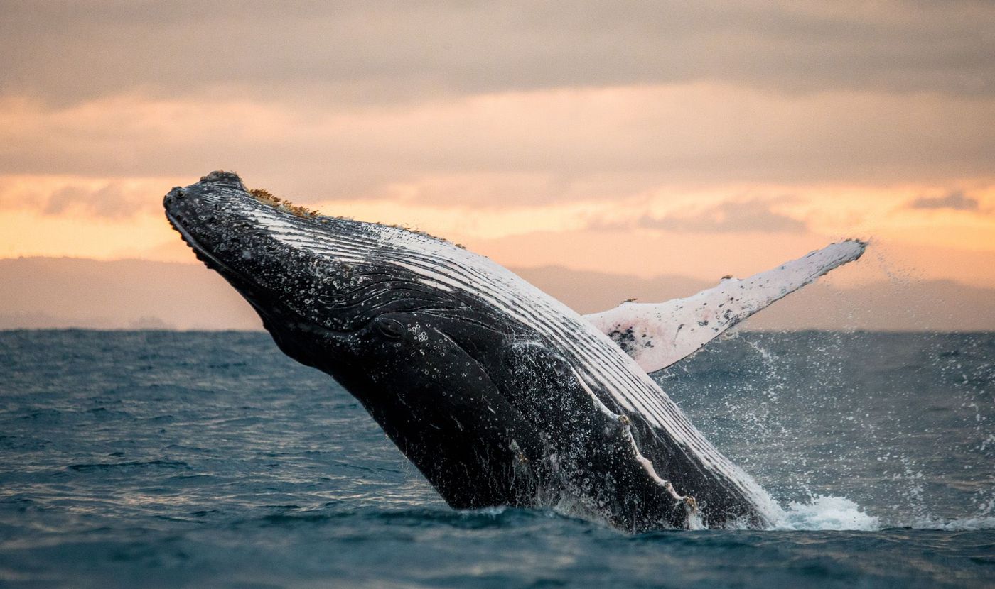Baleines Observation Madagascar