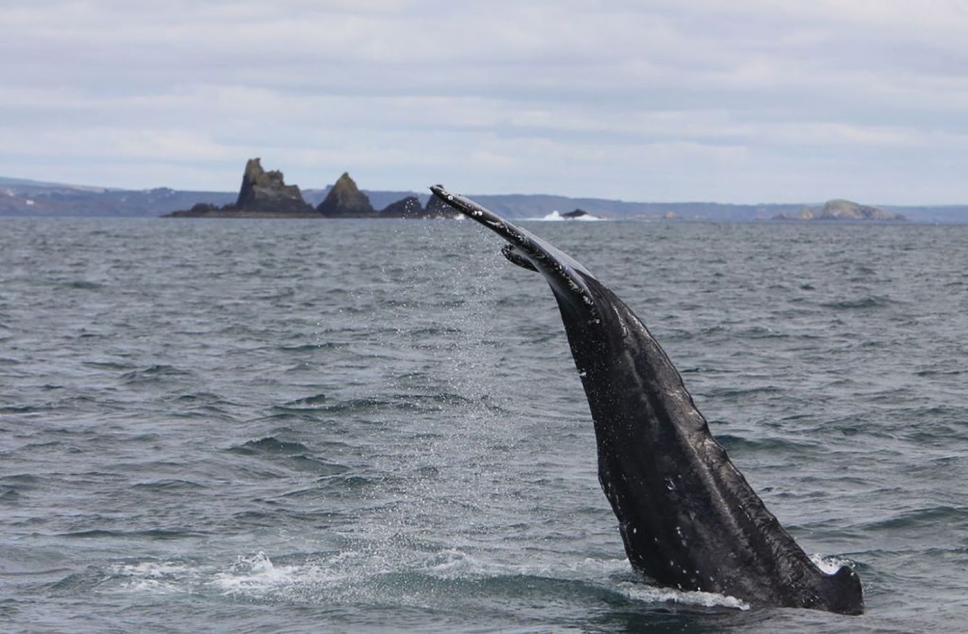Baleine à l'ouest de Cork