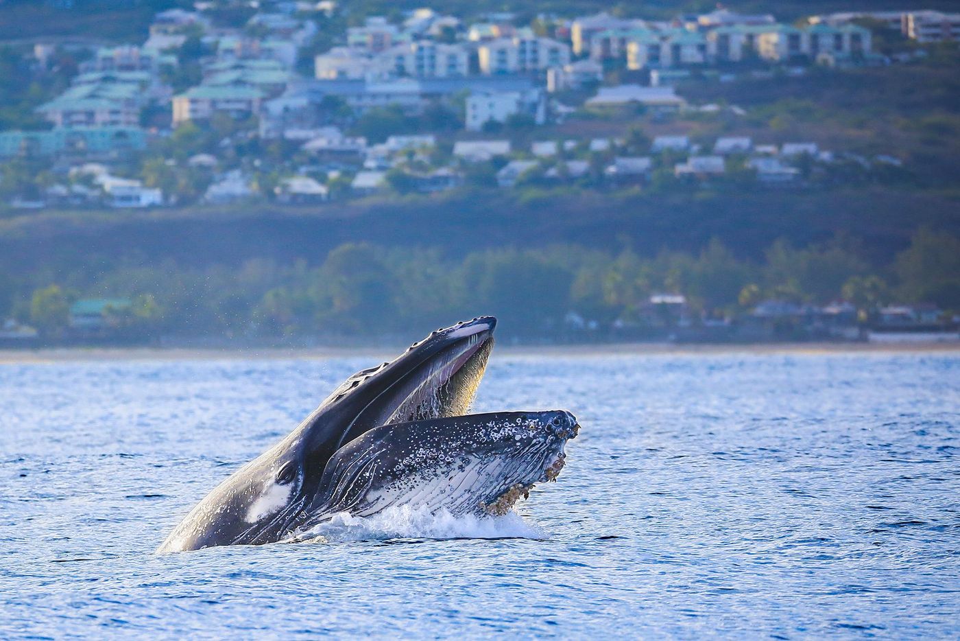 Baleines