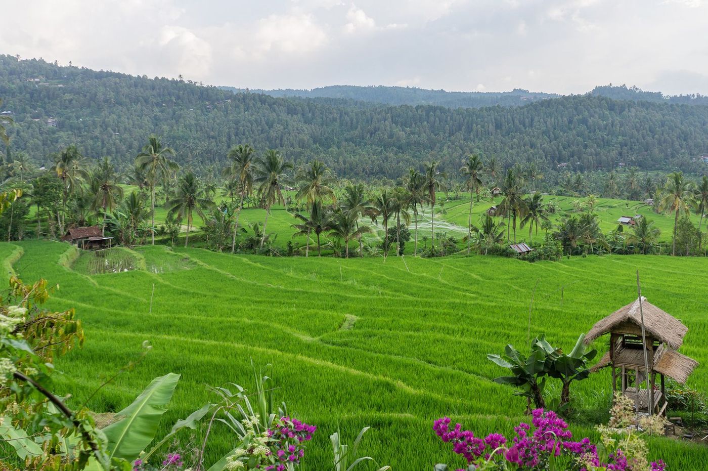 Bali munduk