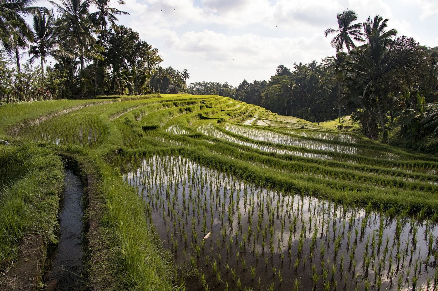 Bali Rizières Irrigation