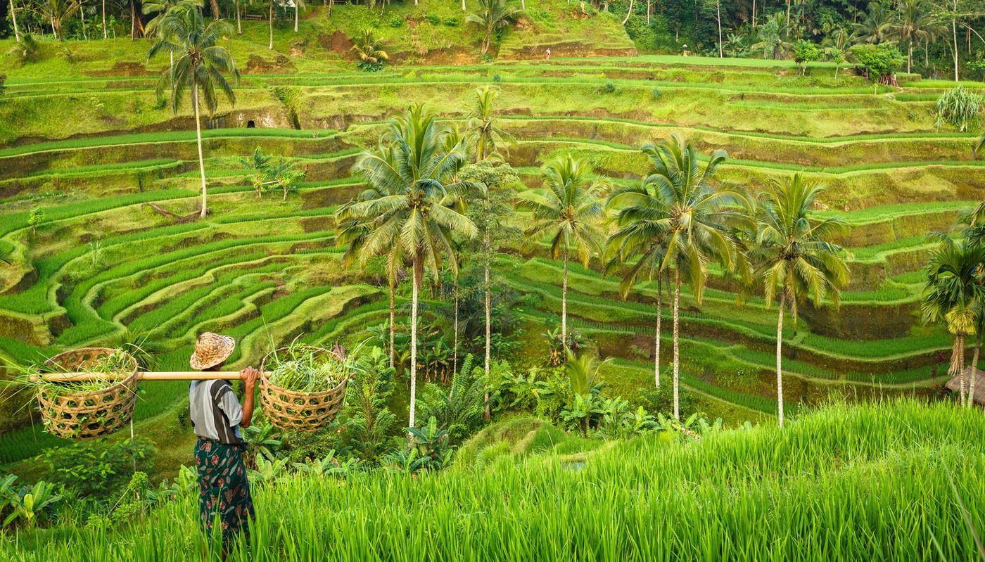 Bali Rizières
