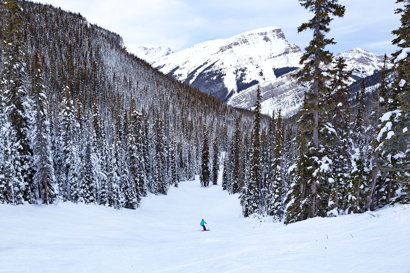 Banff Sunshine Village - forêt de pins