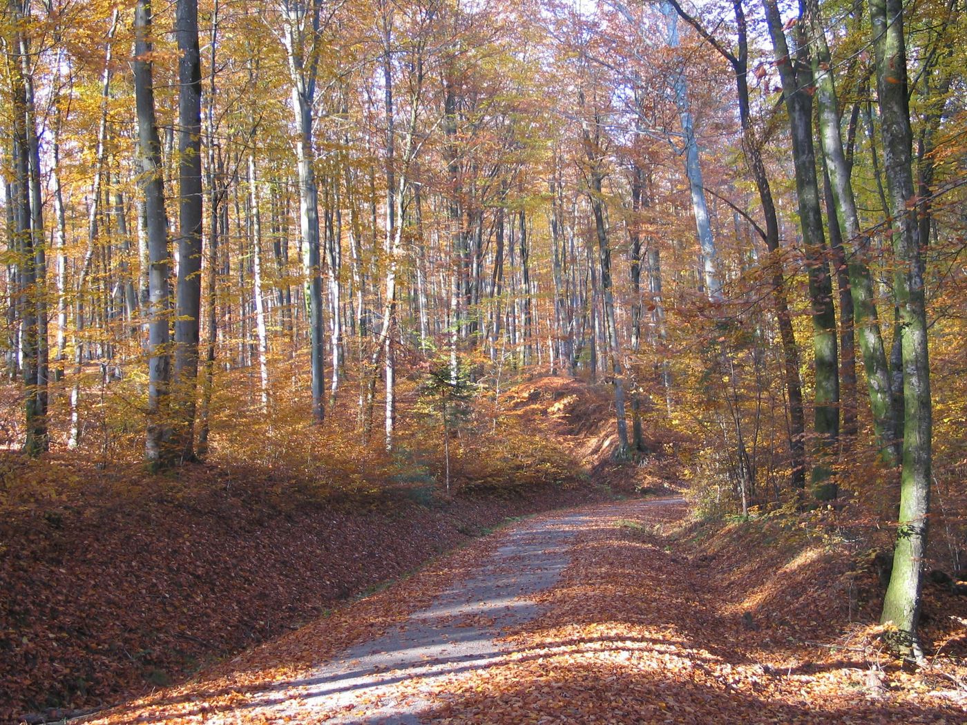 France Forêt du Banney