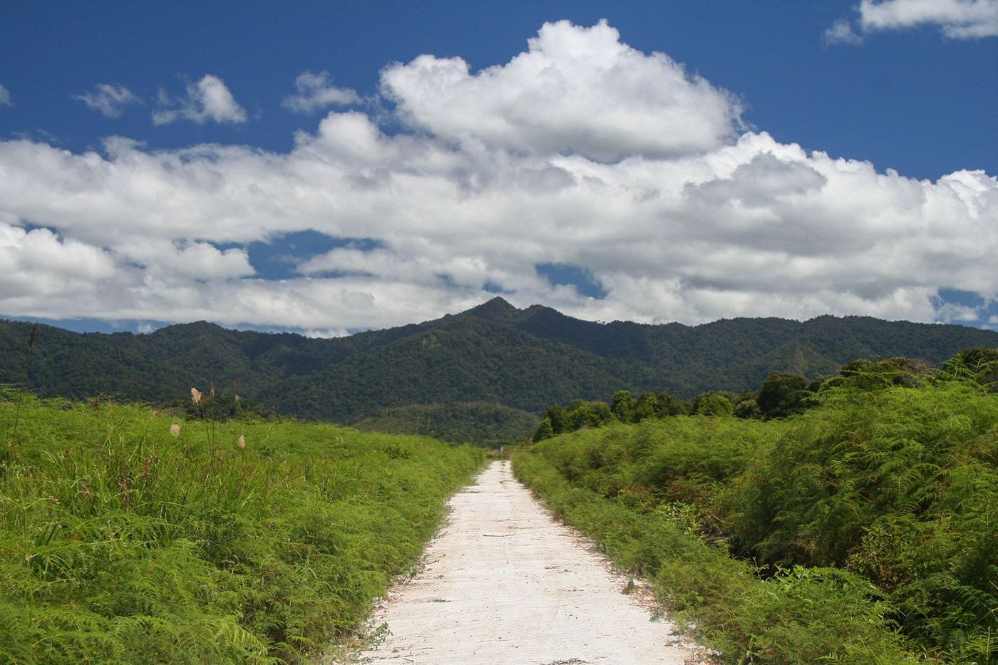 Malaisie Bornéo Sarawak Plateau du Bario