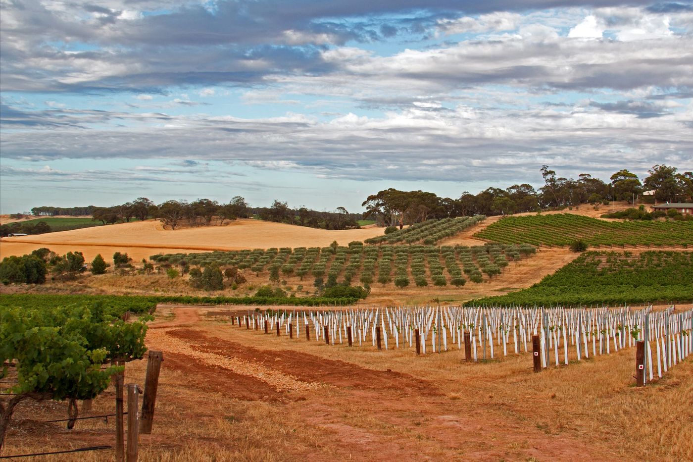 Barossa Vallée Australie
