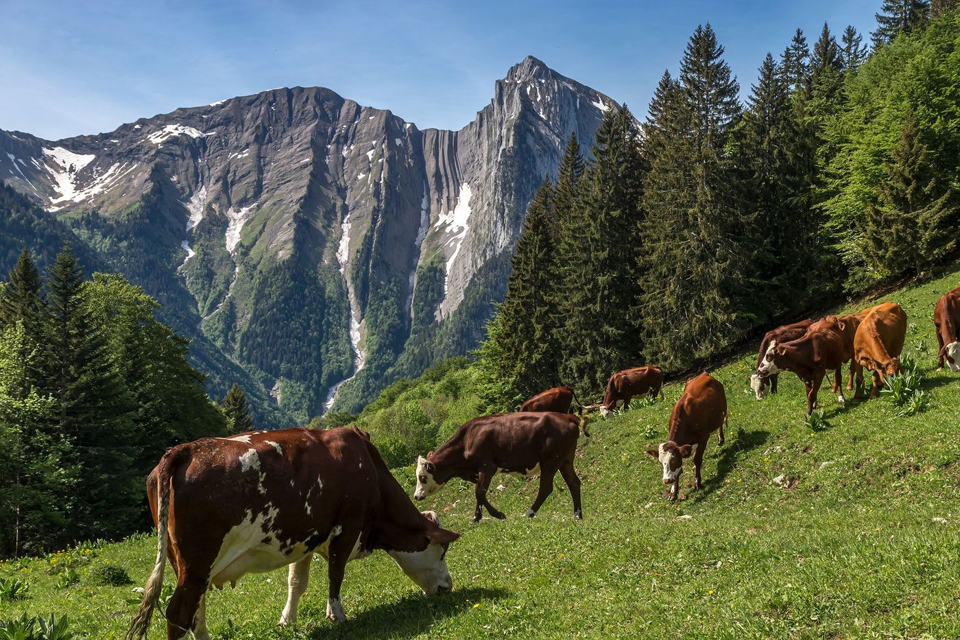 Bauges - vaches laitières