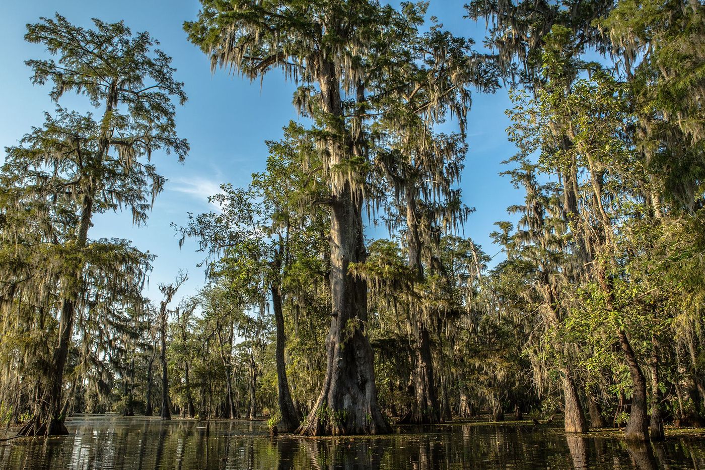 Bayou - cyprès