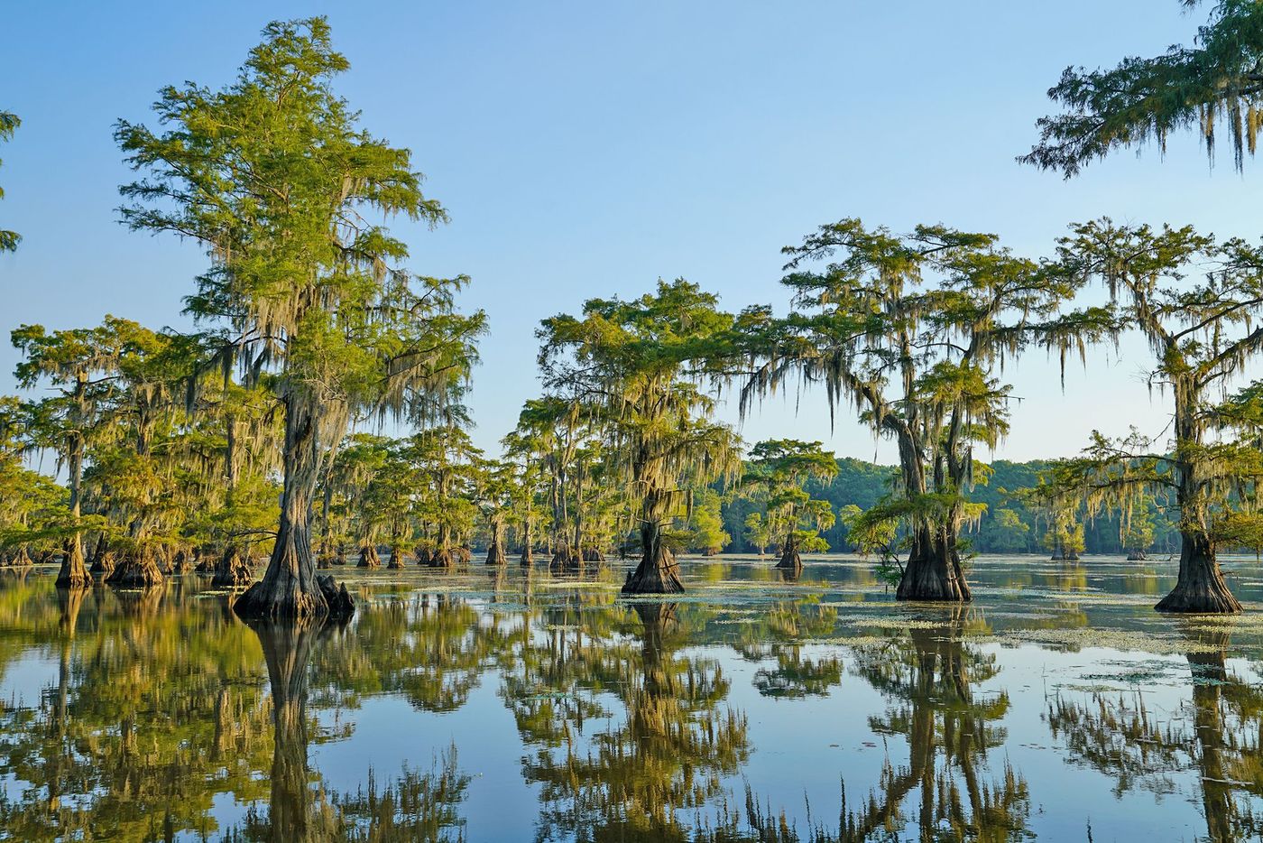 Bayou - Louisiane