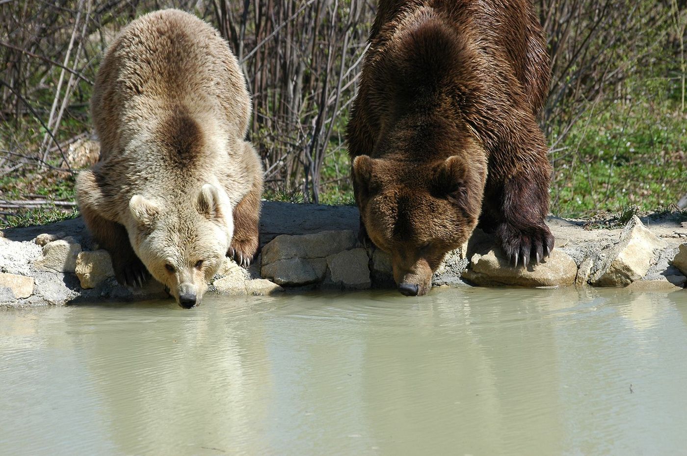 Roumanie Bear Sanctuary