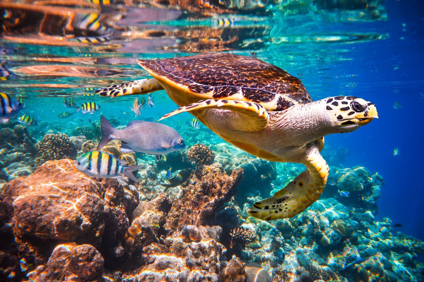 Besar Tortue Malaisie