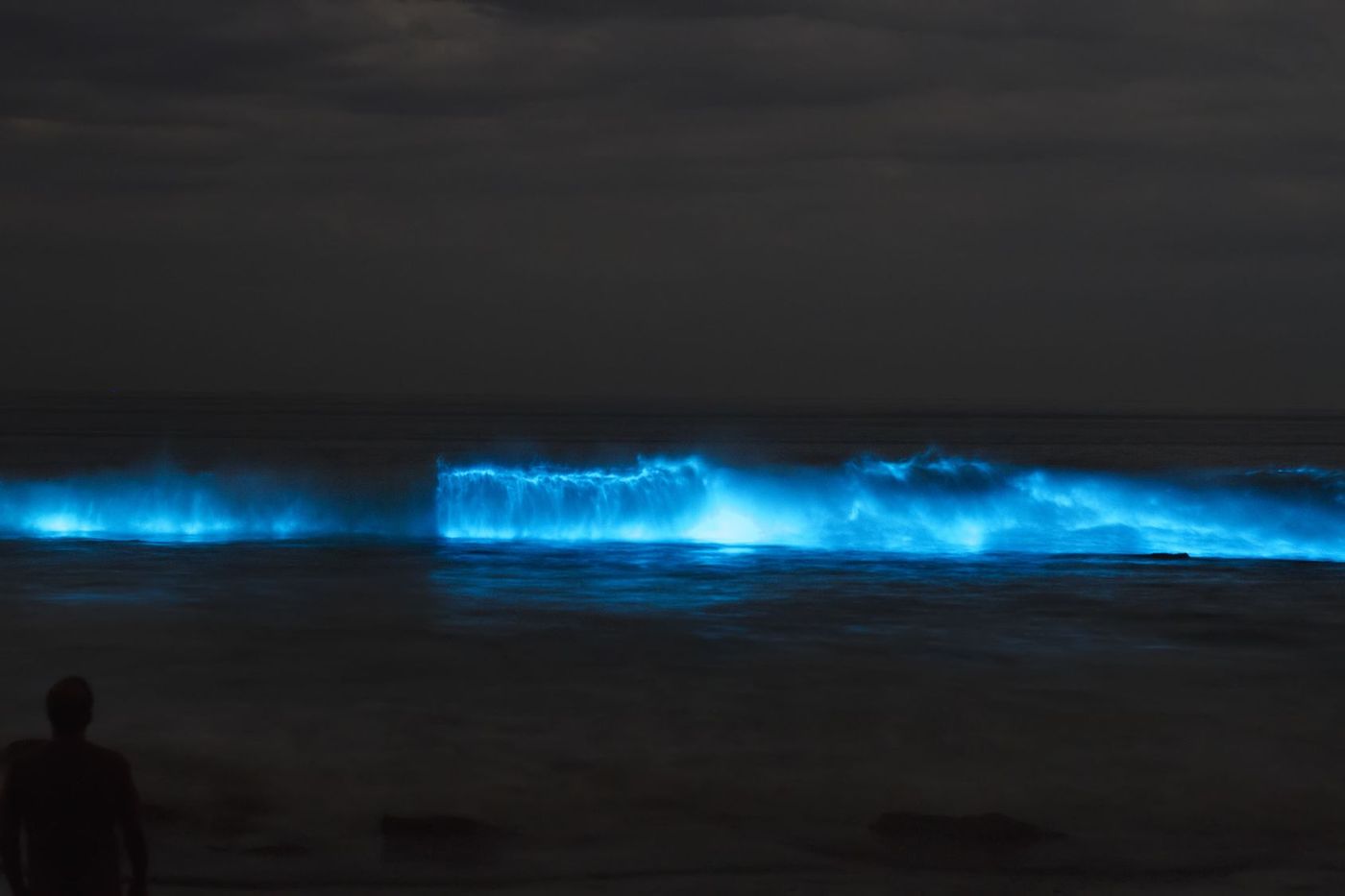Bioluminescence Vague Bleue