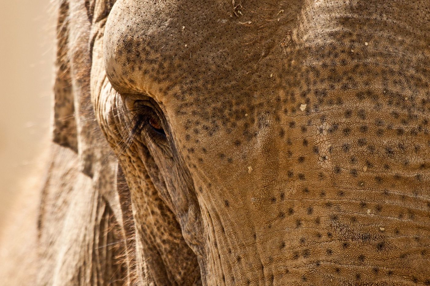 Birmanie Eléphant
