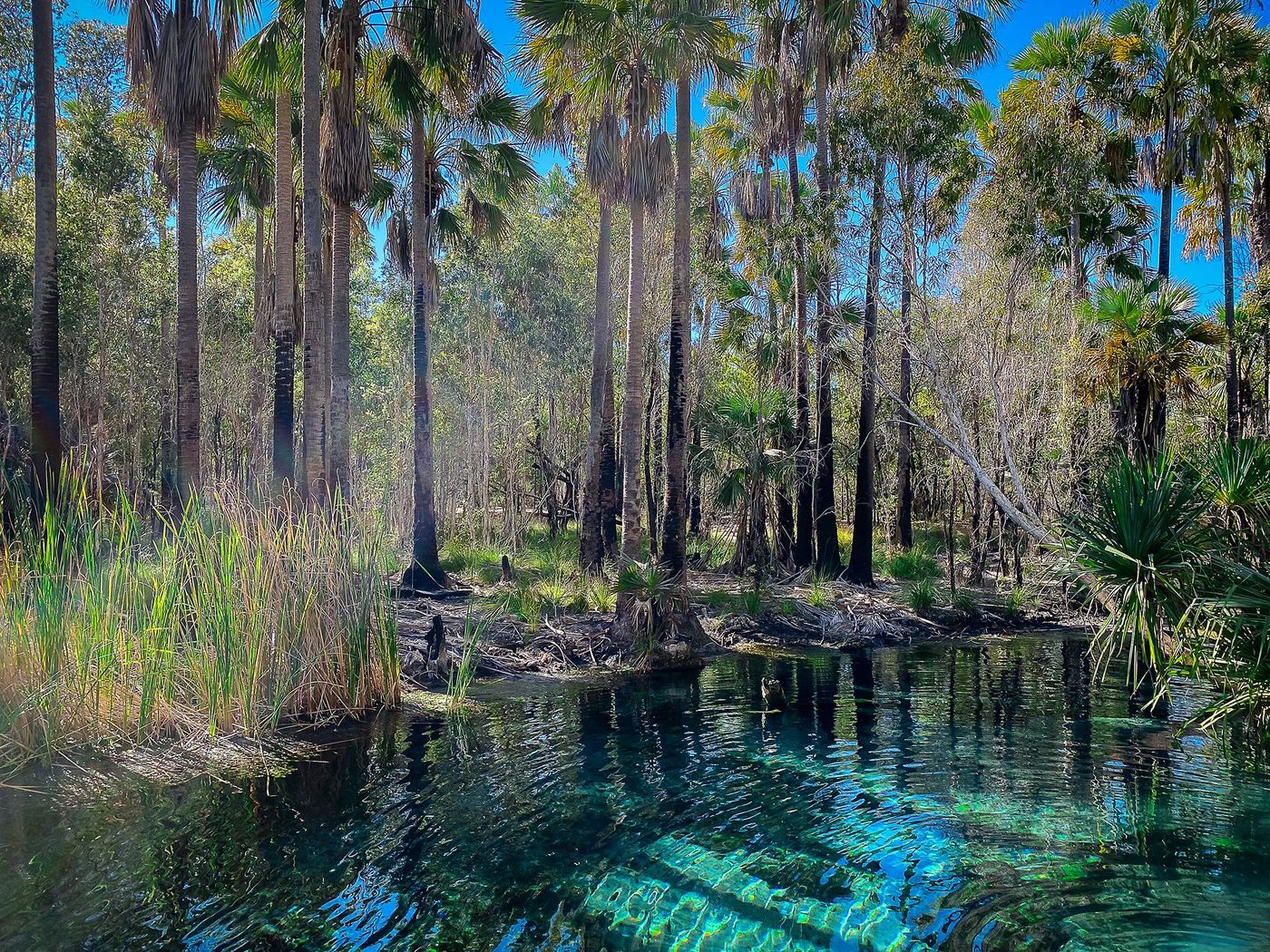 Bitter Springs - Mataranka