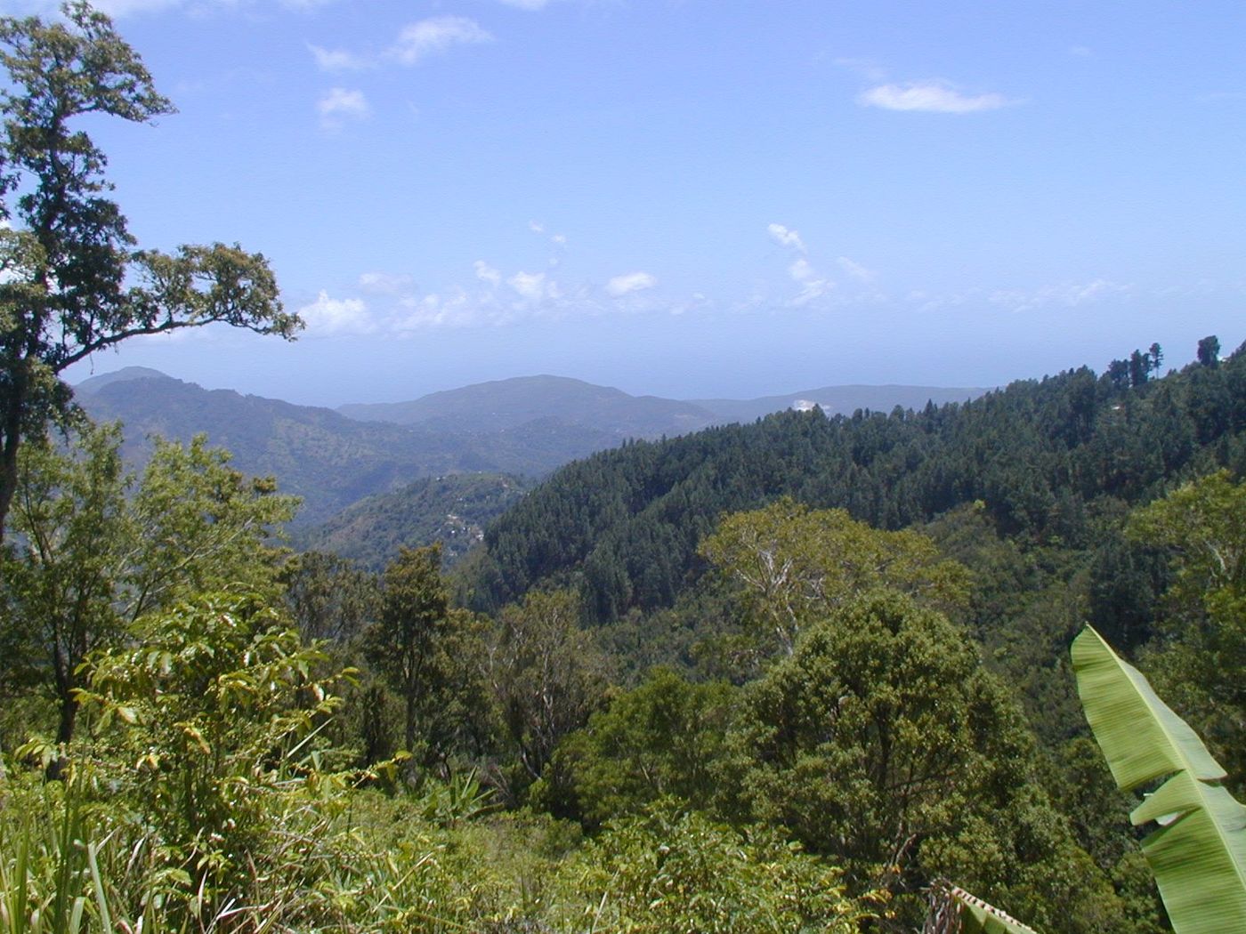 Jamaïque Blue Mountains