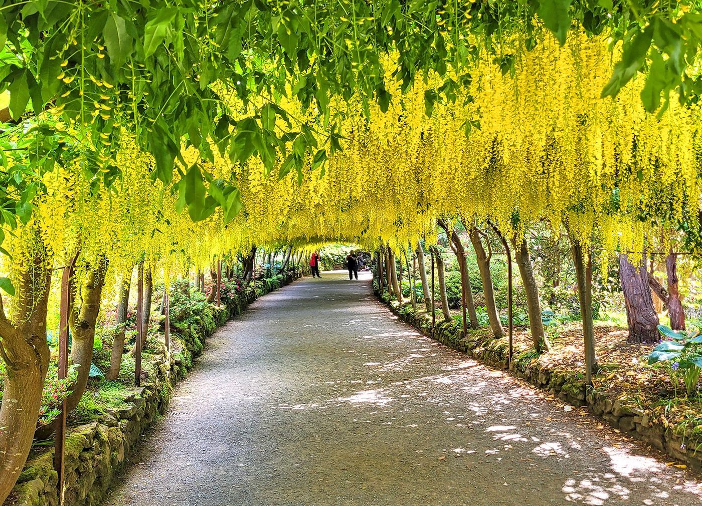 Bodnant Garden