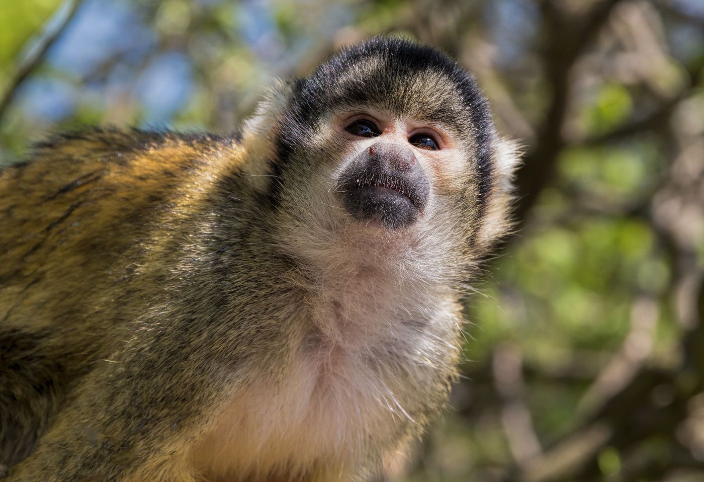 Bolivie singe écureuil