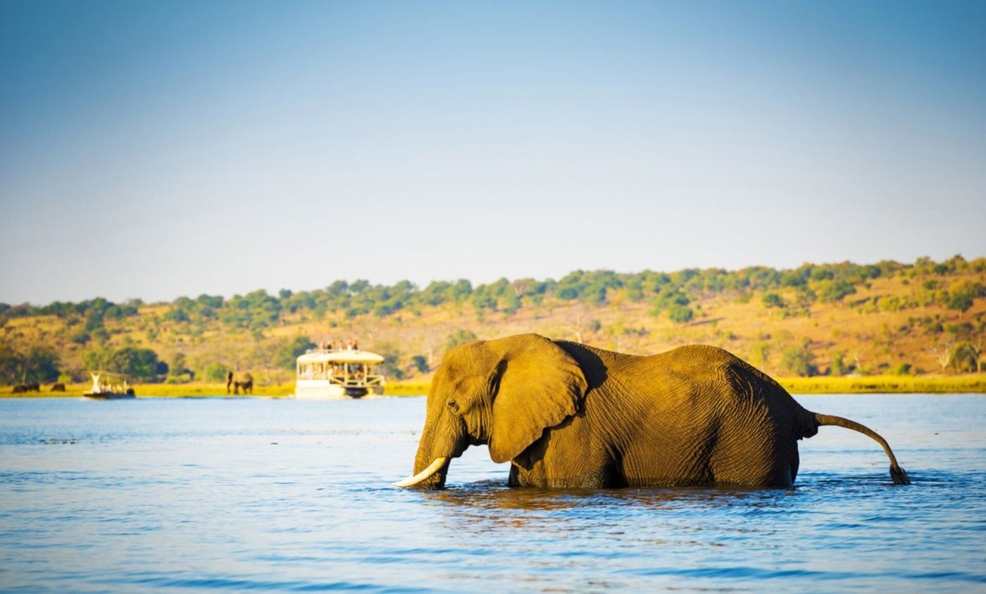 Botswana Chobe National Park Eléphant