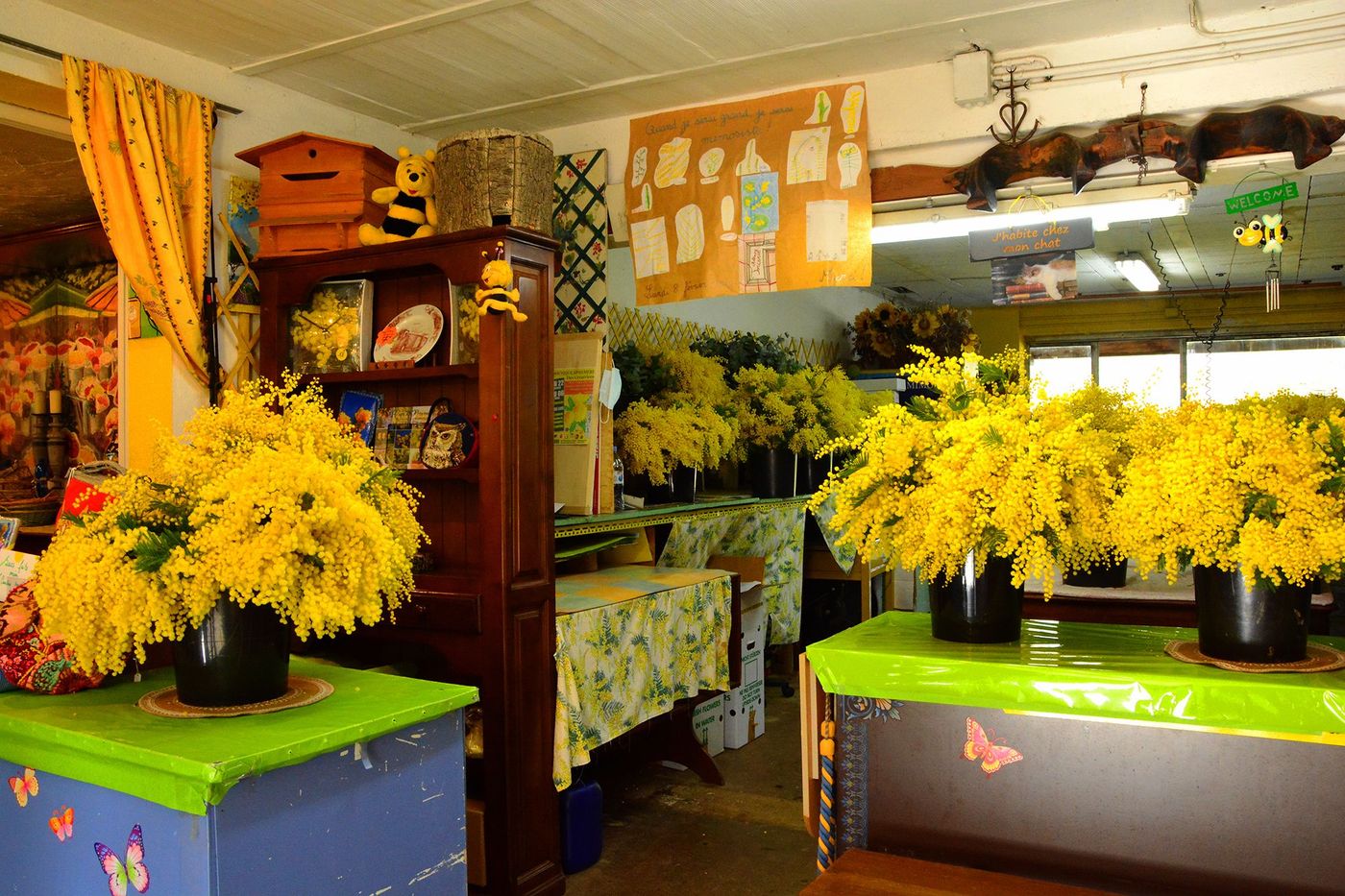 Bouquets de mimosa