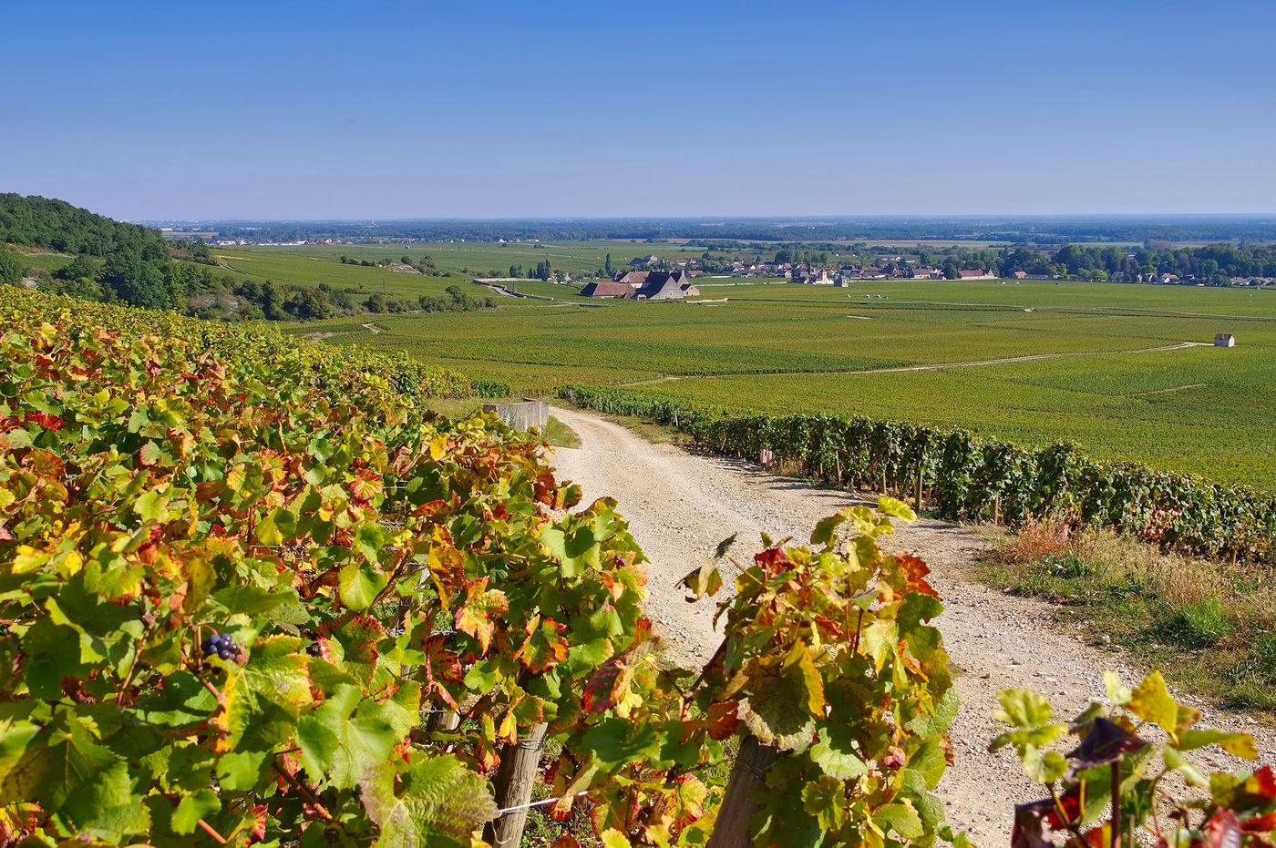 Bourgogne Clos de Vougeot