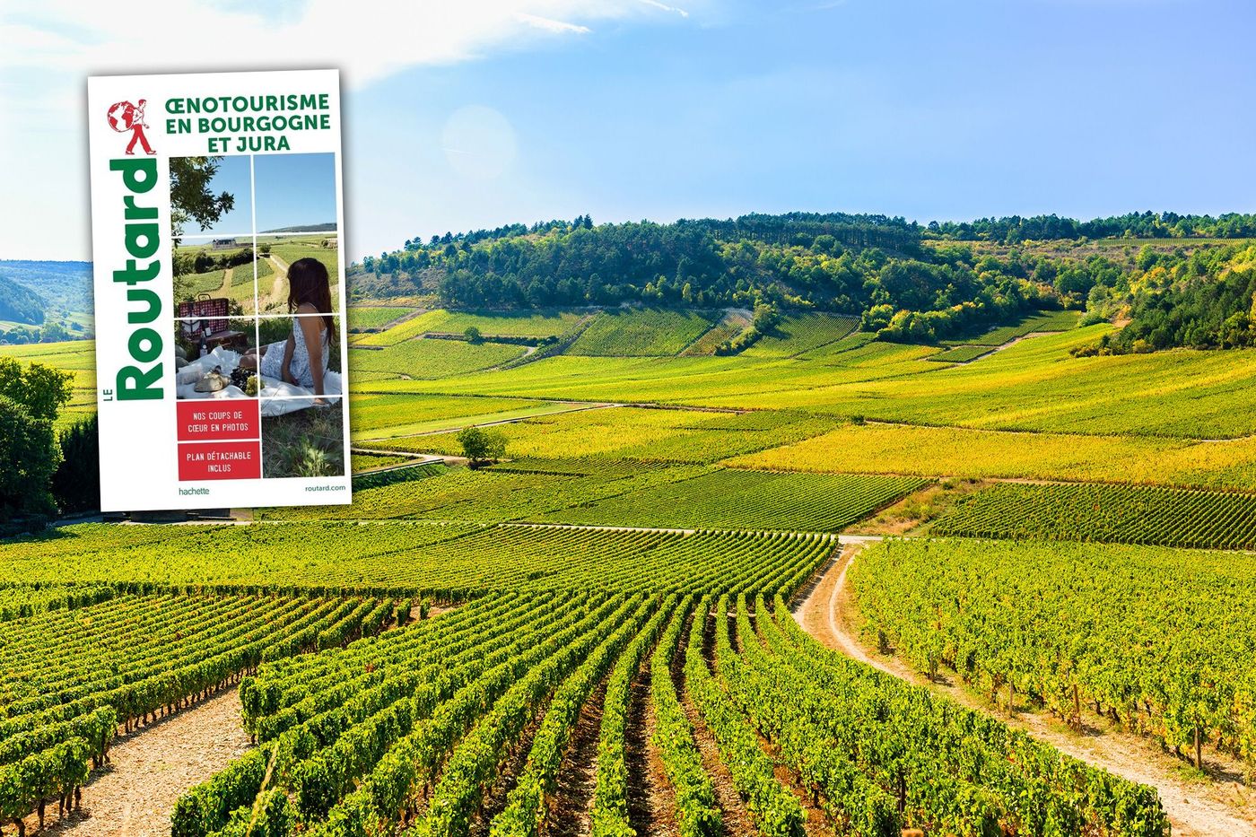 Bourgogne Vignes