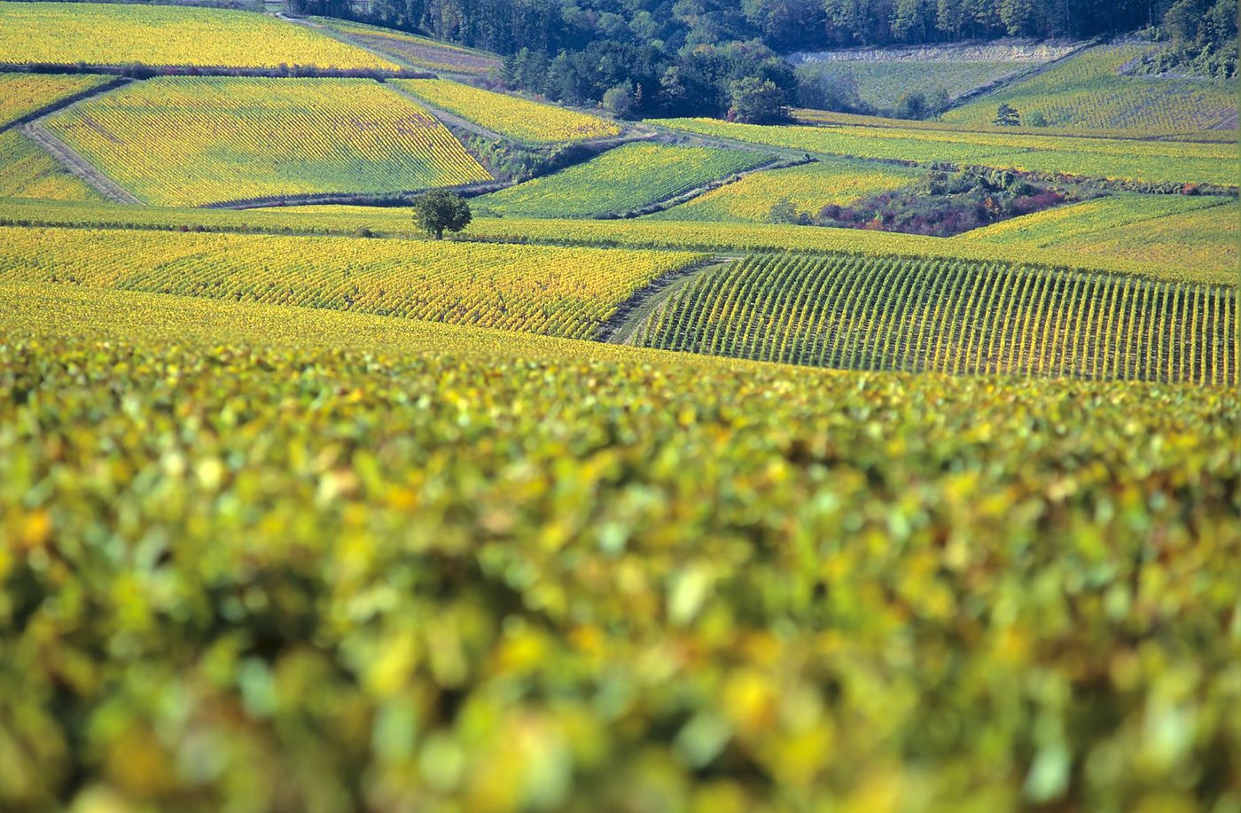 Bourgogne Vignobles Chablis