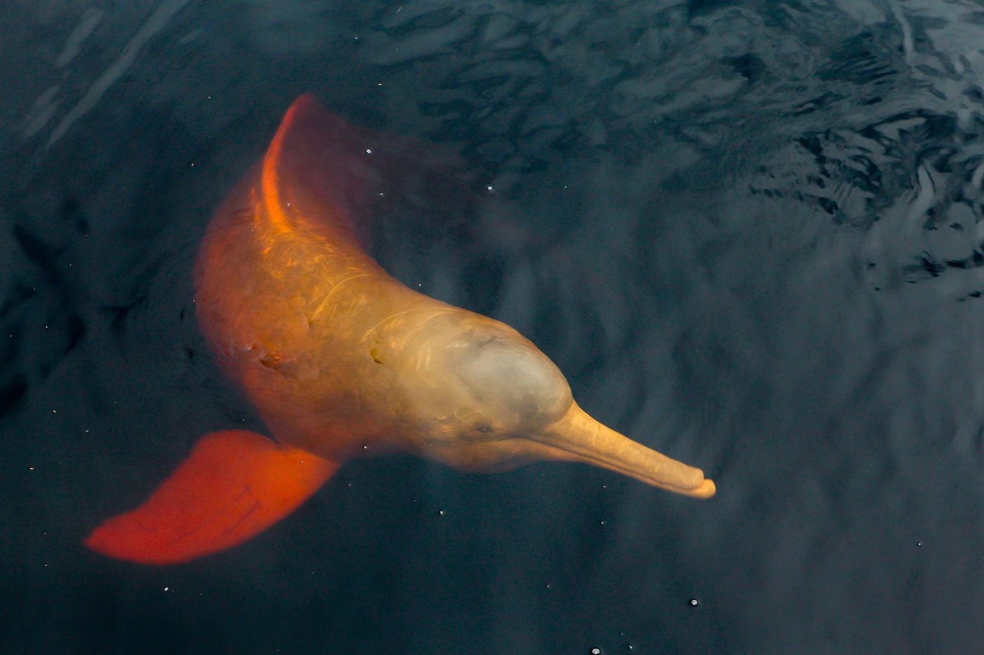 Brésil Amazone Dauphin