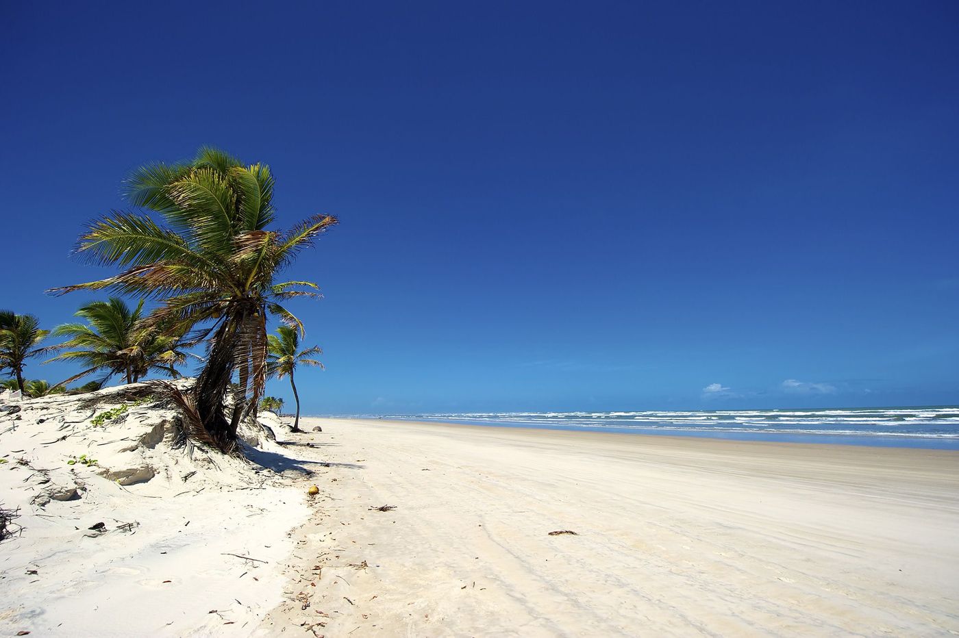 Brésil Mangue Seco