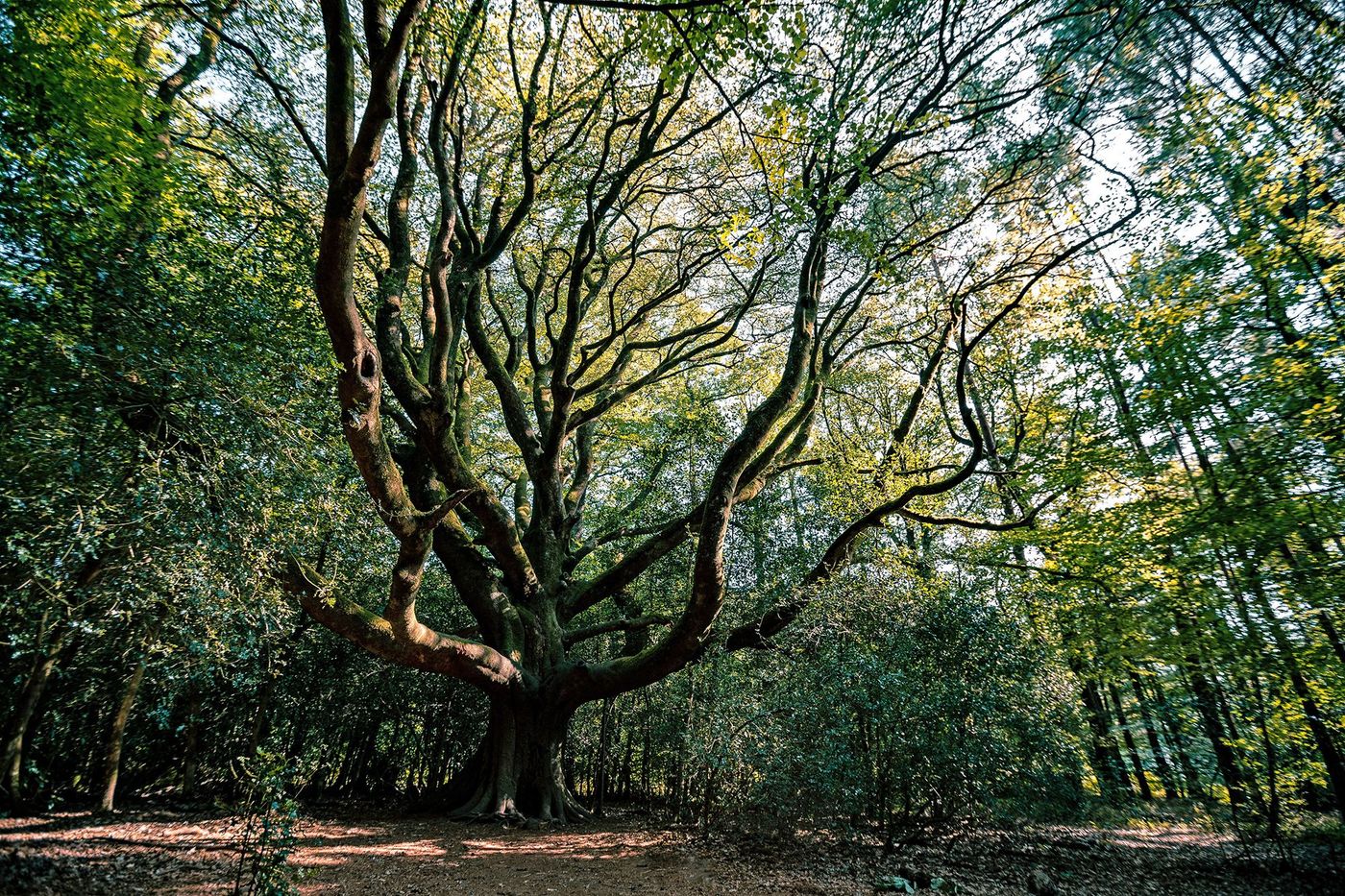 Bretagne Forêt de Brocéliande