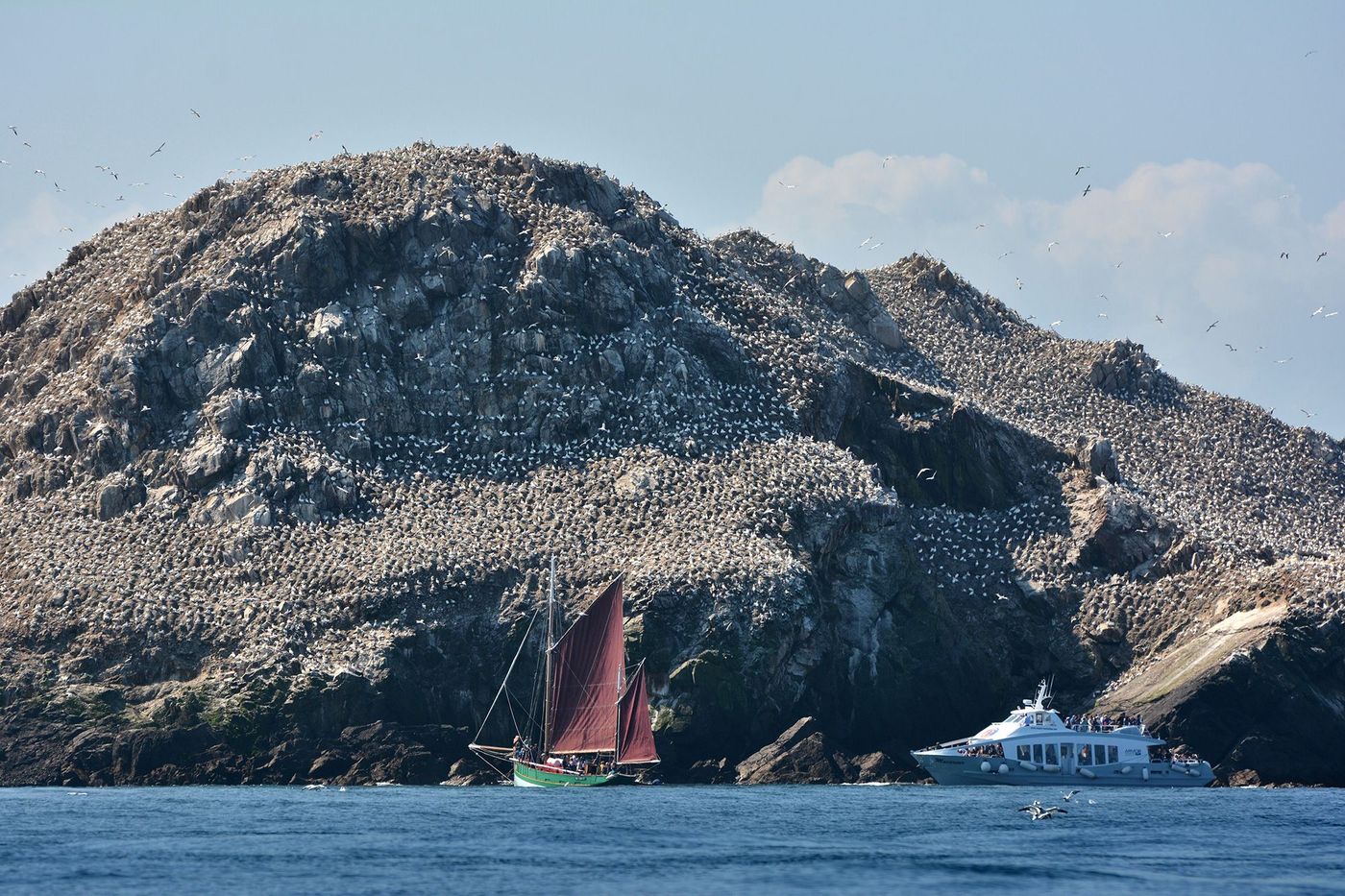 Bretagne Sept-Iles Ile Rouzic Fous de Bassan